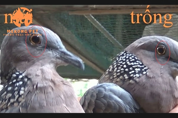 Cách phân biệt chuẩn chim cu gái trống và mái